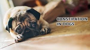 Check poison symptoms, diagnosis & treatments. Constipation In Dogs Causes Symptoms Treatment Dogspot In