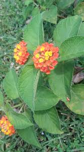 Image result for Lindernia conferta