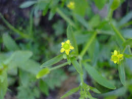 Image result for Ranunculus sceleratus