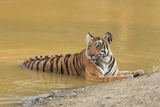 Nagarahole Bandipur Habitat