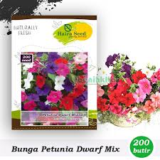 Bibit bunga, liwa, lampung, indonesia. Benih Bibit Bunga Petunia Dwarf Mix Haira Seed Shopee Indonesia