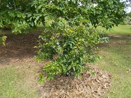 Image result for Pleiocarpa