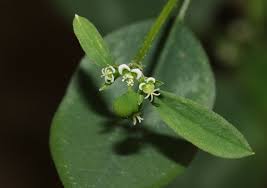 Image result for Euphorbia graminea