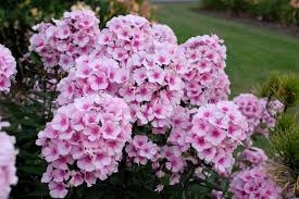 Image result for Phlox paniculata `Bright Eyes`