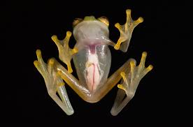 Image result for glass frog