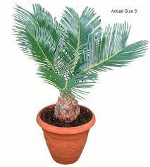 Sago Palm Tree Care Tips Picture Cycas Revoluta Palm Tree Plant Palm Tree Care Mini Palm Tree