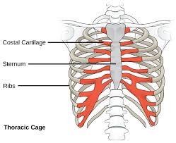Rib cage anatomy the rib cage, shaped in a mild cone shape and more flexible than most bone sets, is made up of varying elements such as the thoracic vertebra, 12 equally paired ribs, costal cartilage, and held together anteriorly by the sternum. Human Axial Skeleton Biology For Majors Ii