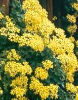 Image result for Senecio kayomborum