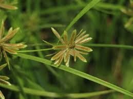 Image result for Pycreus pumilus