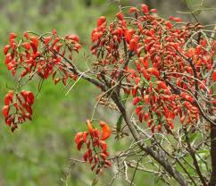 Image result for Erythrina falcata