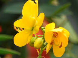 Image result for Senna floribunda