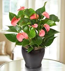 Pink Hearts Anthurium Anthurium Plant Plant Care Houseplant Plants