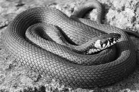2560 x 1686 · jpeg. Gambar Hitam Dan Putih Satu Warna Ular Berbisa Bertulang Belakang Belut Fotografi Monokrom Rnatak Rme Natrix Colubridae Tubrukan Dr Samping Timur Ular Diamondback Ular Sanca Ular Piton Skala Reptil Boas Hognose