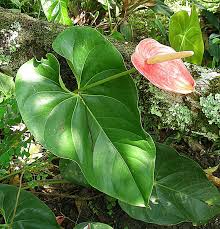 Image result for Anthurium andraeanum