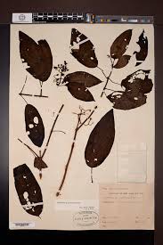 Image result for Ochthocharis