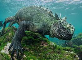 41 Strange On Twitter Marine Iguana Iguana Cute Reptiles