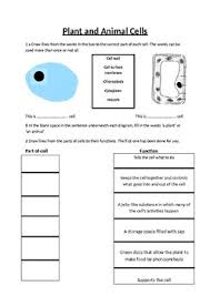 The chloroplasts, found in plant cells, contain a green pigment called chlorophyll. Animals And Plant Structure And Functions Worksheets Teaching Resources Tpt