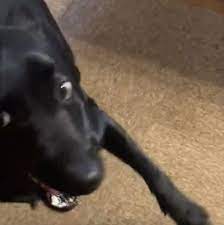 散歩」の声に喜び爆発！大きな犬のはしゃぎっぷりに圧倒される 飼い主が「大型犬を迎える方」に伝えたいことは｜まいどなニュース