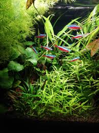 Image result for Heteranthera