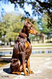 Pin By Dog Breeds On Doberman Pinscher Dog Breeds Doberman Doberman Dogs