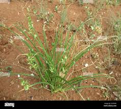 Image result for Dipcadi marlothii