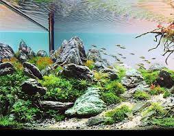 We're also here to help you if you need advice. Pin Auf Aquascape