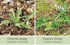 A tall weed with hairy stems and slender, toothed leaves that grow in a spiral up the plant. Identifying Weeds In The Garden Garden Gate