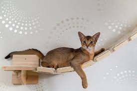 I thought it'd be fun to put my genetics and cat fancy skills to use and help you id your cat's precise coat color! 7 Most Common Colors Of Abyssinian Cats