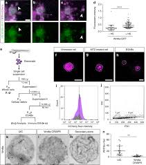 Whereas some stem cells are capable of generating more types of specialized cells (those with greater potency) others can only generate few specialized. Stem Cell Proliferation Is Induced By Apoptotic Bodies From Dying Cells During Epithelial Tissue Maintenance Nature Communications