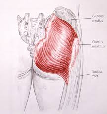 The glutes play a role in a huge amount of daily movements. Topic Of The Week Weak Glutes