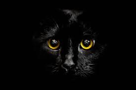 Gurushots The World S Greatest Photography Game Photography Games Photo Challenge Photography