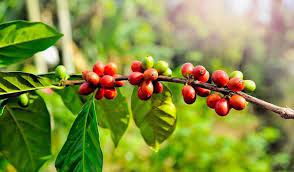 Where Do Coffee Beans Come From 5 Awesome Facts About Them In 2020 Coffee Plant Growing Coffee Coffee Tree