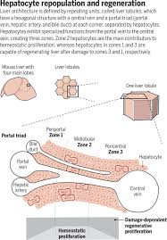 Anatomically, the liver is a meaty organ that consists of two large sections called the right and the left lobe. In The Zone For Liver Proliferation Science