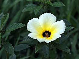 Image result for Turneraceae