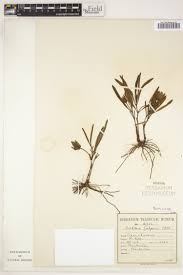 Image result for Dicliptera clinopodia