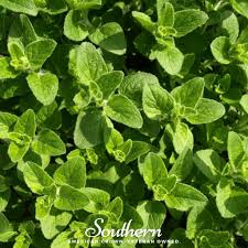 Image result for Origanum