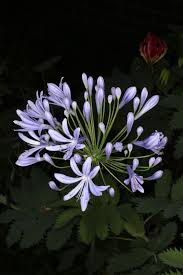 Image result for Agapanthus campanulatus