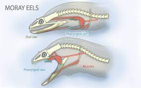 There are approximately 200 species in 15 genera which are almost exclusively marine. Datei Pharyngeal Jaws Of Moray Eels Jpg Wikipedia