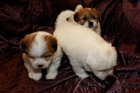 Black And White Coton De Tulear Puppies For Sale Coton De Tulear Puppies For Sale Bland Is Staersta Solu Og Markadstorg Islands A Netinu Til Solu Coton De Tulear Puppy Coton De Tulear Puppies For Sale