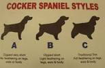 Cocker Spaniel Long Hair On Head