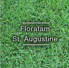 Floratam Is A Coarse Vigorous Variety Of St Augustine Grass That Was Initially Released In 1972 By The Florida And Te St Augustine Grass Planting Flowers Sod