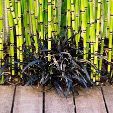 Surprising Planting Pairings Plants Black Mondo Grass Mondo Grass