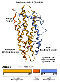 Three‐dimensional structure of lipid free human ApoE (PDB 2 L7B)[30]...
