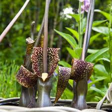 Image result for Sauromatum venosum