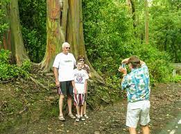 5 out of 5 stars. Rainbow Eucalyptus Tree See Rainbow Trees On Maui Tour