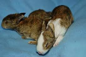 This breeding has created new hybrids, which are sold as pets. These Baby Bunny Hybrids Are 100 Adorable The Dodo