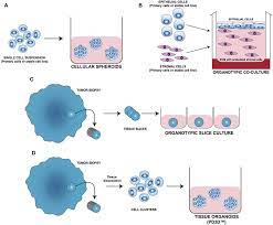 The latest tweets from culture 3d (@mounsieur). Different Approaches For 3d Cell Culture Model Development A Download Scientific Diagram