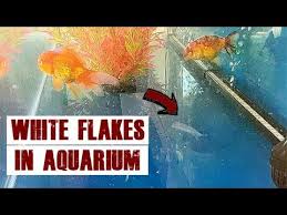 Why do i have white fungus in my fish tank? How To Fix Weird White Flakes In Aquarium
