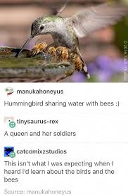 Birds Chirping In The Morning Meme Singing Birds Bird Identification Cute Baby Chicks Painting Bird Baby Bird Birds Chicks Cute Identifi In 2020 Funny Animals Cute Funny Animals Animals