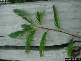 Image result for Aeschynomene sensitiva